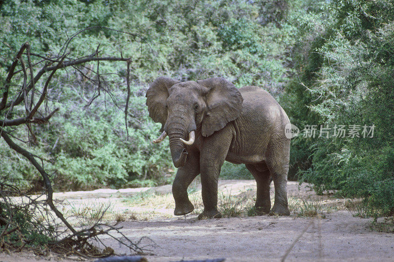 非洲象Loxodonta africana威胁要冲锋